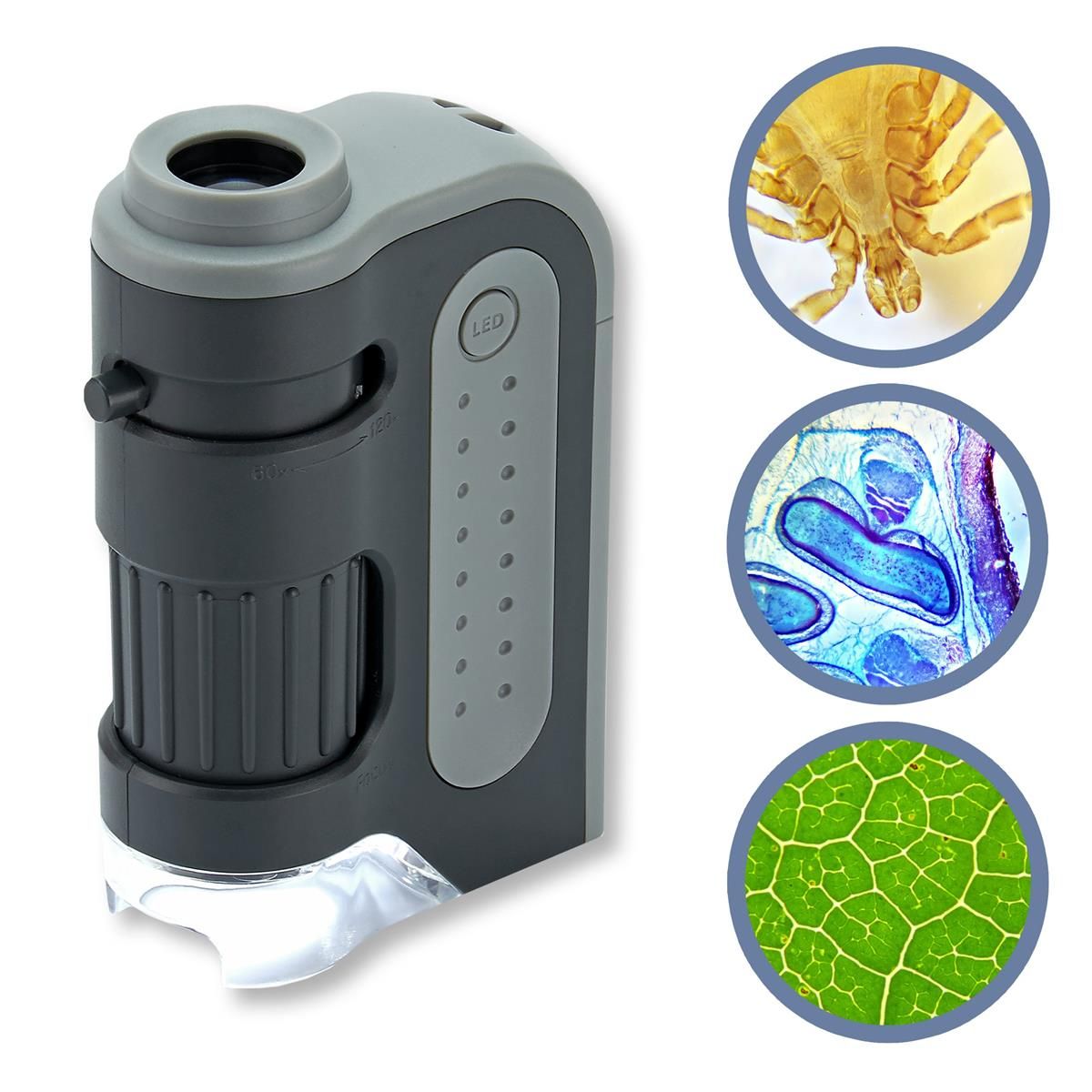 Carson MicroBrite Plus MM-300 LED Taschenmikroskop aufrecht mit Beispiel-Mikroaufnahmen von Insekt, Pflanzenzellen und Blattstruktur zur Detailkontrolle im Homegrow