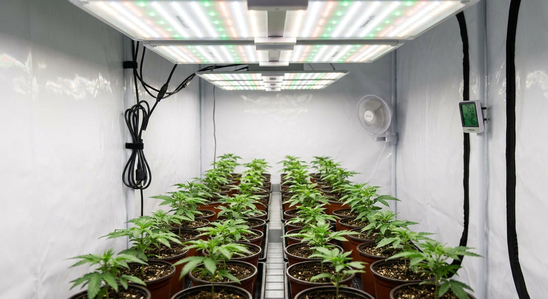 A well-organized indoor grow tent with healthy young seedlings under a warm LED grow light, surrounded by basic growing equipment.
