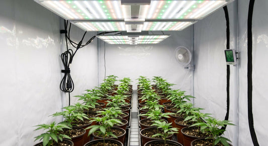 A well-organized indoor grow tent with healthy young seedlings under a warm LED grow light, surrounded by basic growing equipment.