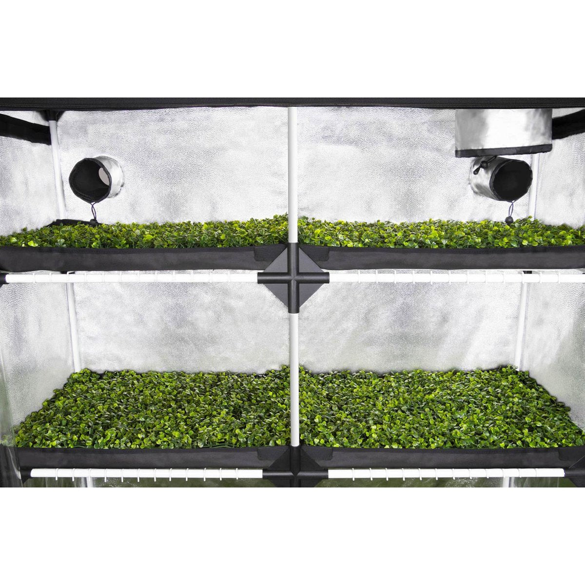 Blick durch die transparente Türöffnung der GHP Probox Propagator XL Growbox, ermöglicht die Beobachtung der Pflanzen in ihrem Wachstumsumfeld ohne Störung des Mikroklimas.