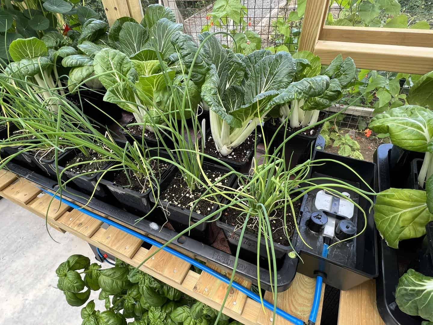 AutoPot Tray2Grow im Gewächshaus – automatische stromlose Bewässerung von Kräutern und Gemüse in Töpfen und Saatschalen